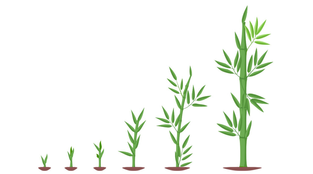 Bambuswachstum Symbolbild