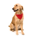 Halsband Typ Bandana für Hunde mit Logo bedrucken farbe rot sechste Ansicht