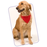 Halsband Typ Bandana für Hunde mit Logo bedrucken farbe rot