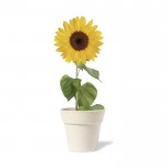 Biologisch abbaubarer Blumentopf mit Sonnenblumensamen Farbe Natur vierte Ansicht