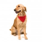 Halsband Typ Bandana für Hunde Farbe rot sechste Ansicht