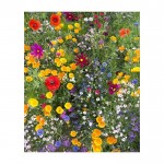 Blumentopf aus Kork mit Wildblumensamen zum Pflanzen farbe braun sechste Ansicht